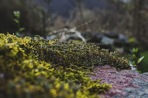 forest, tiny, plant, growth, selective focus, no people, green color, nature, day, beauty in nature, moss, close-up, tranquility, tree, outdoors, land, plant part, leaf, field, focus on foreground, sunlight, lichen, surface level, 4K, CC0, public domain, royalty free