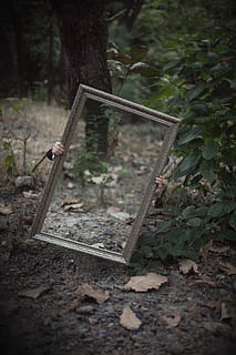 rectangular, fusta, mirall de marc, bosc, mirall, reflexió, boscos, terra, arbre, planta, dia, full, naturalesa, part de la planta, camp, creixement, abandonat, cap gent, a l'aire lliure, vell, espatllat, obsoleta, material de fusta, enfocament selectiu, aixafar, primer pla, desordenat, 5K, CC0, domini públic, lliure de regalies