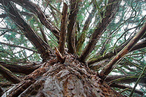 arbre, Forrest, tronc, tronc de l'arbre, planta, creixement, branca, terra, bosc, dia, tranquil·litat, naturalesa, vista d’angle baix, cap gent, a l'aire lliure, bellesa a la natura, textura, escorça, part de la planta, primer pla, 4K, CC0, domini públic, lliure de regalies