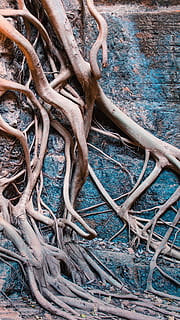 , high angle view, no people, day, tree, nature, metal, plant, wood - material, outdoors, root, land, plant part, transportation, rusty, wood, old, obsolete, decline, blue, abandoned, wheel, tangled, 4K, CC0, public domain, royalty free