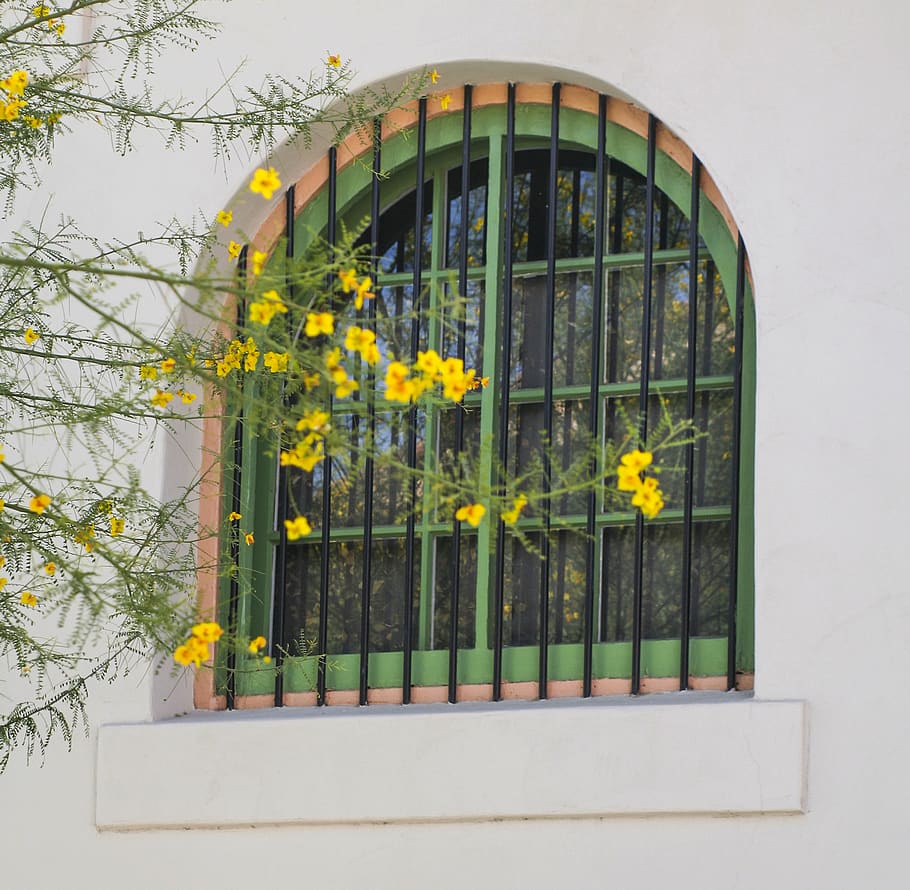 finestra, primavera, fiori, grattugiare, costruzione, urbano, riflessione, albero, sud-ovest, arco, vetro, architettura, pianta fiorita, fiore, pianta, esterno dell'edificio, nessuno, natura, giorno, struttura costruita, crescita, giallo, bellezza nella natura, freschezza, all'aperto, Casa, pianta in vaso, quartiere residenziale, colore verde, vaso di fiori, telaio della finestra, 1080P