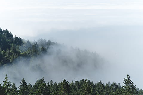 fjell, skog, trær, furu, skyer, tåke, natur, grønn, hvit, himmel, utsikt, tre, anlegg, skjønnhet i naturen, rolig scene, ro, naturskjønnhet - natur, vekst, dag, ingen folk, ikke-urbane scene, land, utendørs, sky - himmel, idylliske, nåletre, disig, 4K, CC0, offentlig domene, opphavsrett gratis