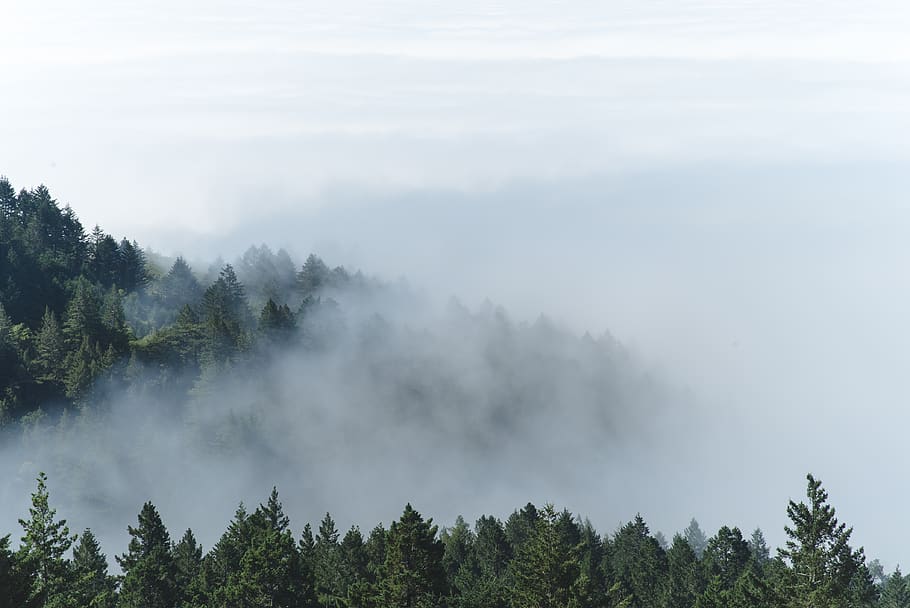 Munte, pădure, copaci, pin, nori, ceaţă, natură, verde, alb, cer, vedere, copac, plantă, frumusețe în natură, o scenă liniștită, liniște, scenice - natura, creştere, zi, nici o persoana, scenă non-urbană, teren, în aer liber, nor - cer, idilic, conifer, neclar, 4K