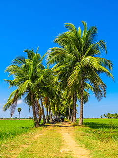foderato, albero, sentiero, i campi, modo, pianta, Palma, clima tropicale, cielo, erba, crescita, bellezza nella natura, colore verde, terra, natura, campo, blu, paesaggio, scenics - natura, scena tranquilla, giorno, la tranquillità, ambiente, direzione, all'aperto, nessuno, palma da cocco, 5K, CC0, dominio pubblico, privo di copyright