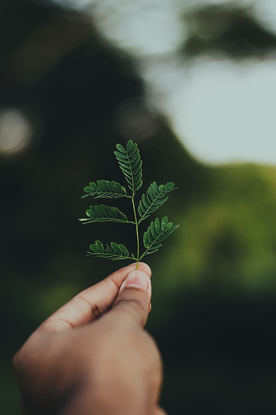 fotografia ravvicinata, le foglie, sfocatura, bokeh, avvicinamento, ambiente, ambientale, dita, flora, messa a fuoco, foglie verdi, crescita, mano, detenzione, fotografia naturalistica, mano umana, foglia, parte del corpo umano, parte vegetale, una persona, colore verde, persone reali, natura, pianta, persona irriconoscibile, parte del corpo, prospettiva personale, dito, dito umano, giorno, all'aperto, arto umano, 5K