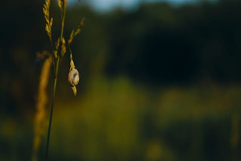 macro, naturalesa, cargol, shell, haurà, herba, verd, bosc, borrós, planta, centrar-se en primer pla, bellesa a la natura, primer pla, creixement, cap gent, dia, tranquil·litat, fauna animal, a l'aire lliure, invertebrat, tija de la planta, un animal, animal, enfocament selectiu, animals a la natura, temes d'animals, vulnerabilitat, flor, 5K, CC0, domini públic, lliure de regalies