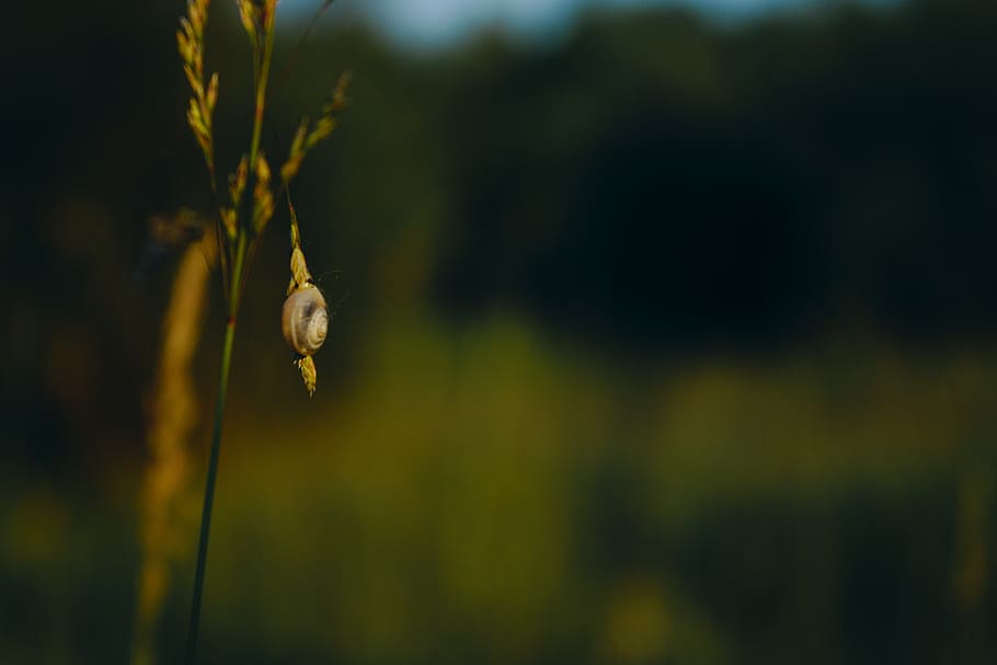 macro, naturalesa, cargol, shell, haurà, herba, verd, bosc, borrós, planta, centrar-se en primer pla, bellesa a la natura, primer pla, creixement, cap gent, dia, tranquil·litat, fauna animal, a l'aire lliure, invertebrat, tija de la planta, un animal, animal, enfocament selectiu, animals a la natura, temes d'animals, vulnerabilitat, flor, 5K