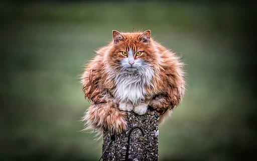 portocaliu tabby pisica, animale tematice, mamifer, animal, un animal, intern, animale de companie, pisică, animale domestice, felin, pisica domestica, animale vertebrate, să se concentreze asupra primelor elemente, privind camera, portret, nici o persoana, mustăţi, zi, natură, in cautarea, în aer liber, maine coon coon, 4K, CC0, domeniu public, fără drepturi de autor