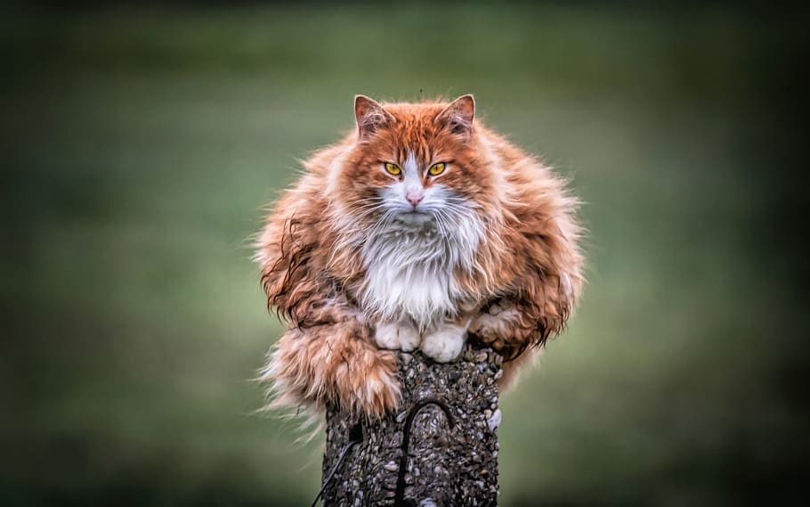 portocaliu tabby pisica, animale tematice, mamifer, animal, un animal, intern, animale de companie, pisică, animale domestice, felin, pisica domestica, animale vertebrate, să se concentreze asupra primelor elemente, privind camera, portret, nici o persoana, mustăţi, zi, natură, in cautarea, în aer liber, maine coon coon, 4K