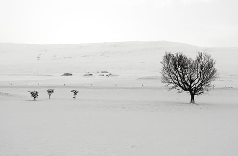 nu, arbre, champs de neige, jour, sol, la nature, en plein air, plante, le sable, paysage, hiver, blanc, dune, à l'extérieur, beauté, artistique, les collines, des arbres, du froid, neige, Islande, dramatique, Humain, environnement, beauté dans la nature, scène tranquille, paysages - nature, tranquillité, ciel, arbre nu, température froide, terre, journée, champ, Montagne, scène non urbaine, isolé, montagne au sommet enneigé, climat aride, 5K, CC0, domaine public, libre de droits