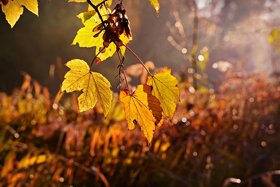 blad, løv, afdeling, træ, efterår farve, sollys, tidlig morgenstemning, lyse, baglygte, bokeh, plante del, plante, efterår, gul, vækst, natur, tæt på, lave om, fokus på forgrunden, ingen mennesker, selektiv fokusering, skønhed i naturen, dag, udendørs, ro, blade, naturlig tilstand, ahorn blad, efterårssamling, 4K