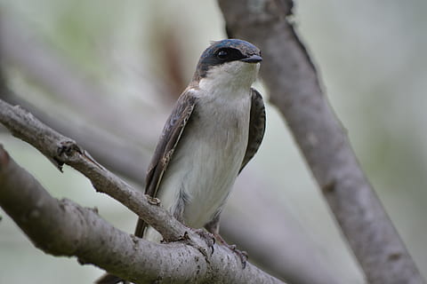 schlucken, Baumstamm, Vogel, Wirbeltier, Tierwelt, Tierthemen, Tier, ein Tier, hocken, Tiere in freier Wildbahn, Ast, Baum, Pflanze, Fokus auf den Vordergrund, Natur, Nahansicht, Tag, keine Leute, draußen, Schönheit in der Natur, Zweig, selektiver Fokus, 4K, CC0, gemeinfrei, lizenzfrei