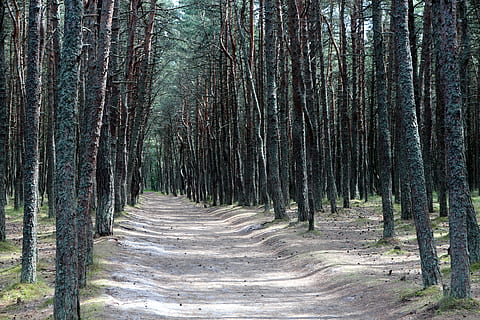 hutan, hutan jenis konifera, hutan pinus, pinus, alam, pohon, musim panas, pohon jenis konifera, pemandangan, alam yang hidup, batang pohon, menanam, ludah curonian, taman, cadangan, matahari, terang, pasir, perjalanan, jalan, bayangan, tanah, bagasi, pertumbuhan, jalan lurus, arah, ketenangan, keindahan di alam, adegan yang tenang, trotoar, tidak ada orang, adegan non-urban, hari, scenics - alam, perspektif yang berkurang, di luar rumah, treelined, tanaman bambu, pohon pinus, jejak, 2K, CC0, domain publik, bebas royalti