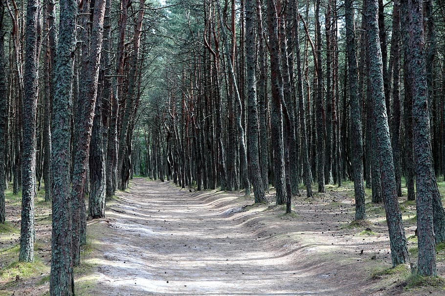 foresta, foresta di conifere, pineta, natura, alberi, estate, albero di conifere, paesaggio, natura vivente, tronchi d'albero, pianta, lo sputo curonian, parco, Riserva, sole, luminosa, sabbia, viaggio, strada, ombra, albero, terra, tronco, tronco d'albero, crescita, la strada davanti, direzione, bosco, la tranquillità, bellezza nella natura, scena tranquilla, sentiero, nessuno, scena non urbana, giorno, scenics - natura, prospettiva decrescente, all'aperto, treelined, bambù - pianta, Pino, pista, 2K