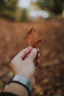 feuille, main, garder, marron, l'automne, la nature, main humaine, partie de la plante, partie du corps humain, une personne, en portant, perspective personnelle, Vrais gens, changement, modes de vie, Activité de loisir, fermer, sec, personne méconnaissable, se concentrer sur le premier plan, journée, doigt, partie du corps, en plein air, feuille d'érable, collection d'automne, membre humain, feuilles, 5K, CC0, domaine public, libre de droits
