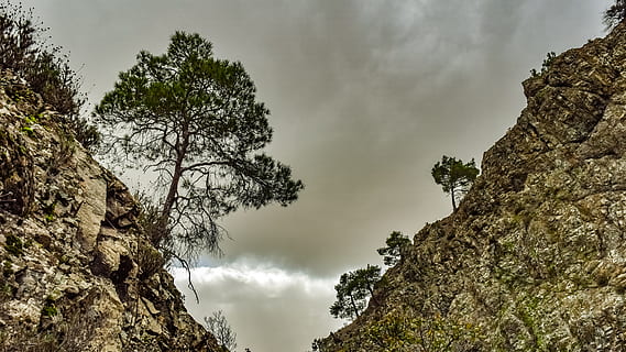 arbres, muntanya, barranc, penya-segats, naturalesa, desert, supervivència, paisatge, salvatge, adaptació, platres, troodos, Xipre, arbre, planta, cel, bellesa a la natura, núvol - cel, tranquil·litat, cap gent, vista d’angle baix, creixement, escenics - natura, escena tranquil·la, dia, escena no urbana, rock, a l'aire lliure, rock - object, terra, formació de roca, 5K, CC0, domini públic, lliure de regalies
