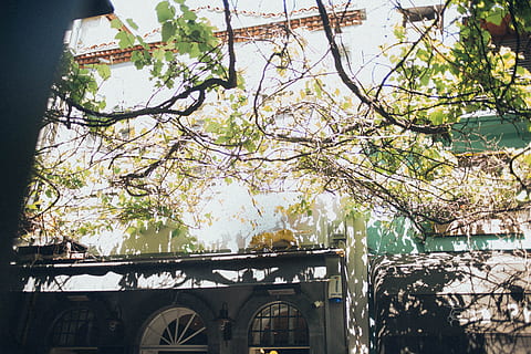 foto, verde, leafed, albero, Il prossimo, costruzione, rami d'albero, pianta, struttura costruita, architettura, esterno dell'edificio, ramo, natura, Inquadratura dal basso, giorno, nessuno, crescita, all'aperto, luce del sole, fiore, fiorire, pianta fiorita, freschezza, fragilità, quartiere residenziale, fiore di ciliegio, ciliegio, 5K, CC0, dominio pubblico, privo di copyright