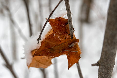 foglia, pianta, albero, foglia di acero, natura, all'aperto, la neve, cibo, frutti di mare, vita marina, aragosta, animale, inverno, nevoso, alberi, tempesta di neve, nevicata, foresta, acero, vene, parte vegetale, autunno, avvicinamento, temperatura fredda, modificare, colore arancione, asciutto, nessuno, concentrarsi sulle conoscenze acquisite, giorno, Marrone, congelato, le foglie, condizione naturale, 5K, CC0, dominio pubblico, privo di copyright