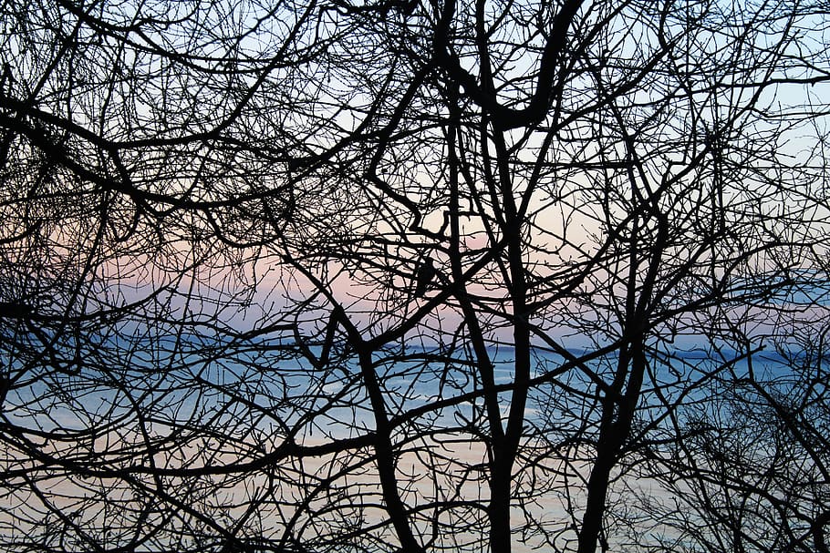 due senza tre, tre, uccello, nido, ramo, acqua, spiaggia, autum, colori, albero, albero nudo, pianta, cielo, Inquadratura dal basso, nessuno, natura, silhouette, la tranquillità, all'aperto, bellezza nella natura, giorno, fotogramma intero, crescita, sfondi, complessità, scenics - natura, tronco, tronco d'albero, baldacchino di albero, ingarbugliato, 4K