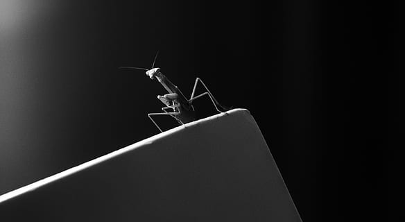 Modliszka, pluskwa, owad, czarny i biały, monochromia, nastrój, atmosfera, Natura, drapieżnik, entomologia, dzikiej przyrody, bezkręgowy, zwierzę, tematy zwierzęce, jedno zwierzę, zwierzęca przyroda, zwierzęta na wolności, czarne tło, studio strzał, zbliżenie, część ciała zwierzęcia, żadnych ludzi, kopia przestrzeń, skrzydło zwierzęce, antena dla zwierząt, wewnątrz, zoologia, 4K, CC0, domena publiczna, darmowe zdjęcia