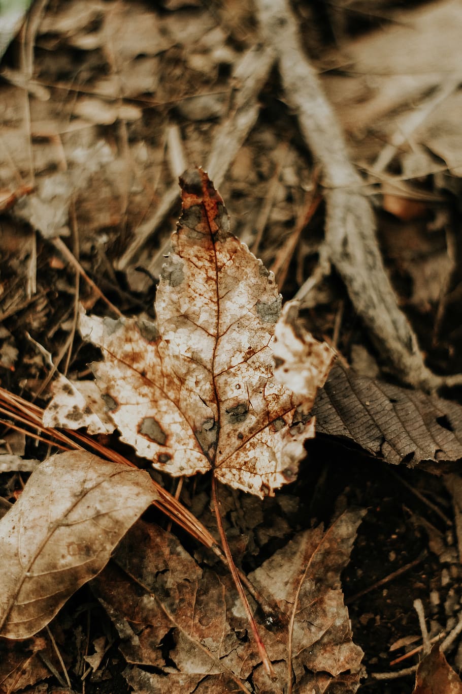 planta, full, arbre, sòl, a l'aire lliure, naturalesa, fulla d'auró, neu, fong, gel, gelades, terra, maple, produir, menjar, gra, vegetals, vegetació, llavor, part de la planta, tardor, sec, primer pla, canvi, cap gent, dia, vulnerabilitat, fragilitat, bellesa a la natura, camp, vista d’angle alt, vena de la fulla, fulles, centrar-se en primer pla, pal - part de la planta, condició natural, caure, 5K