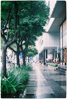 , architecture, built structure, city, plant, building exterior, street, tree, building, footpath, nature, sidewalk, direction, walking, incidental people, transportation, outdoors, empty, growth, day, rain, 2K, CC0, public domain, royalty free
