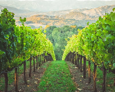 caminhos, verde, arvores, natureza, ao ar livre, campo, Fazenda, rural, Vinhedo, Estados Unidos, healdsburg, jacobson rd, plantar, vinho, terra, vegetação, construção, abrigo, árvore, cenário, vinyard, Califórnia, Arvoredo, crescimento, cor verde, panorama, beleza na natureza, scenics - natureza, meio Ambiente, agricultura, em uma sequência, cena tranquila, ninguém, tranquilidade, cena rural, dia, colheita, Perspectiva Diminutiva, vinificação, o caminho a seguir, plantação, Treelined, 5K, CC0, domínio público, royalty free
