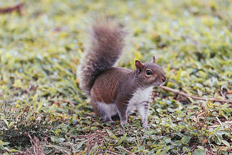 esquilo marrom, esquilo, animal, mamífero, roedor, st. Petersburgo, EUA, parque vinoy, rato, natureza, grama, fechar-se, detalhes, parque, curioso, emocionante, animais, Comida, comendo, chão, Rocha, temas animais, animais selvagens, um animal, animais em estado selvagem, terra, vertebrado, focar em primeiro plano, ninguém, dia, plantar, ao ar livre, campo, comprimento total, rabo, 5K, CC0, domínio público, royalty free