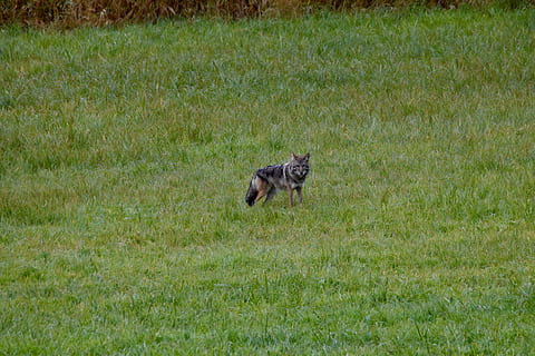kanada, probable, temes d'animals, animal, un animal, herba, mamífer, planta, fauna animal, animals a la natura, vertebrats, cap gent, camp, naturalesa, terra, dia, animals domèstics, color verd, mascotes, nacional, paisatge, vista lateral, 5K, CC0, domini públic, lliure de regalies