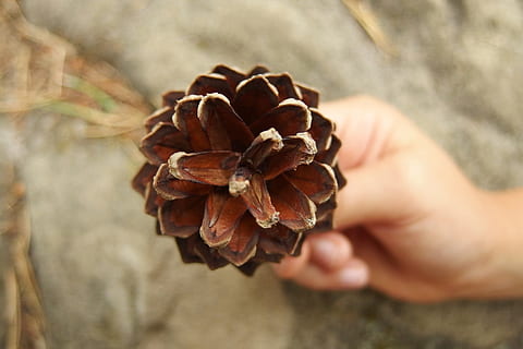 symetry, cono, mano, mano umana, parte del corpo umano, una persona, avvicinamento, detenzione, messa a fuoco selettiva, pigna, concentrarsi sulle conoscenze acquisite, giorno, cibo, cibo e bevande, all'aperto, natura, adulto, manciata, freschezza, roccia - oggetto, albero di conifere, 4K, CC0, dominio pubblico, privo di copyright