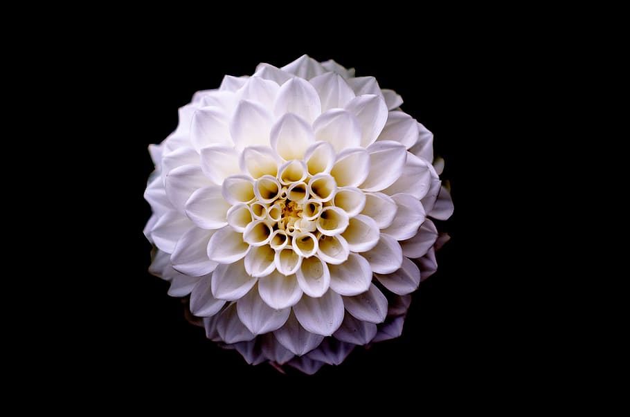 blanc, groc, macro fotografia flor, fons, bonic, florir, florint, flor, brillant, primer pla, dalia, margarida, fosc, delicada, disseny, flora, fresc, des de dalt, imatge, macro, natural, pètals, solter, tir de l'estudi, fons negre, a l'interior, cap de flor, vulnerabilitat, bellesa a la natura, inflorescència, fragilitat, frescor, planta, pètal, naturalesa, planta amb flors, cap gent, creixement, tallar, Color blanc, 4K
