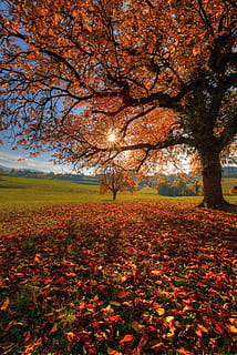 alberi con foglie marroni, giorno, Richterswil, Svizzera, suolo, terra, pianta, flora, fiorire, fiore, fiore di ciliegio, quercia, albero, cespuglio, vegetazione, parco, campo, natura, all'aperto, paesaggio, scenario, erba, autunno, modificare, bellezza nella natura, la tranquillità, foglia, colore arancione, scena tranquilla, crescita, parte vegetale, scenics - natura, ambiente, nessuno, cielo, idilliaco, le foglie, collezione autunnale, 5K, CC0, dominio pubblico, privo di copyright