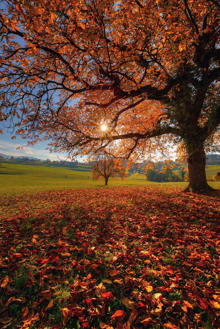 alberi con foglie marroni, giorno, Richterswil, Svizzera, suolo, terra, pianta, flora, fiorire, fiore, fiore di ciliegio, quercia, albero, cespuglio, vegetazione, parco, campo, natura, all'aperto, paesaggio, scenario, erba, autunno, modificare, bellezza nella natura, la tranquillità, foglia, colore arancione, scena tranquilla, crescita, parte vegetale, scenics - natura, ambiente, nessuno, cielo, idilliaco, le foglie, collezione autunnale, 5K