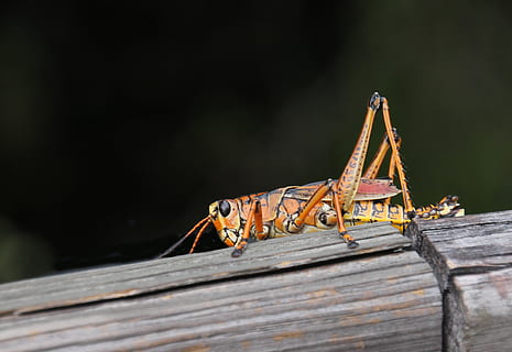 kever, sprinkhaan, lompe kerel, insect, natuur, dieren in het wild, buitenshuis, klein, dierlijke thema's, dierenleven, dier, hout - materiaal, ongewerveld, één dier, detailopname, geen mensen, dag, selectieve aandacht, plank, focus op de voorgrond, dierlijke lichaamsdeel, zoölogie, 4K, CC0, publiek domein, royaltyvrij