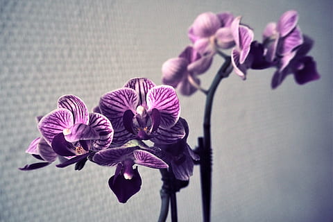 les flors, planta amb flors, flor, frescor, vulnerabilitat, fragilitat, bellesa a la natura, pètal, planta, primer pla, cap de flor, inflorescència, naturalesa, creixement, porpra, a l'interior, tija de la planta, cap gent, centrar-se en primer pla, orquídies, color rosa, arranjament floral, iris - planta, 4K, CC0, domini públic, lliure de regalies