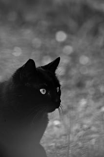 sort kat, yndig, dyr, sort og hvid, kat, nuttet, feline, killing, pattedyr, kæledyr, portræt, husdyr, indenlandske, et dyr, dyre temaer, indenlandske kat, hvirveldyr, ingen mennesker, fokus på forgrunden, dag, tæt på, natur, leder, dyr kropsdel, kigger væk, jord, bakkenbart, dyr hoved, dyr øje, 5K, CC0, offentligt domæne, royaltyfrie