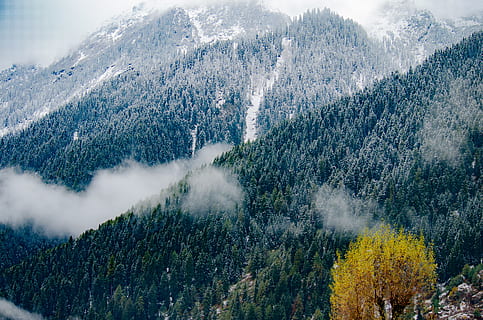 gunung menutupi pohon, menanam, pohon, pohon cemara, Abies, alam, konifer, di luar rumah, pemandangan, merapikan, gunung, pinus, cuaca, Es, lereng, pegunungan, jalan, kabut, api, kebakaran hutan, keindahan di alam, scenics - alam, adegan yang tenang, tidak ada orang, adegan non-urban, ketenangan, hutan, pertumbuhan, hari, tanah, musim dingin, suhu dingin, idilis, lingkungan Hidup, salju, pohon jenis konifera, pohon pinus, gunung berselimut salju, kekuatan di alam, 4K, CC0, domain publik, bebas royalti