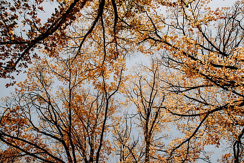 braunblättrige Bäume, Baum, Pflanze, Baumstamm, Ahorn, Wald, Ast, Himmel, Blau, hoch schauen, Orange, Blatt, Tanne, abies, fallen, Bäume, Herbst, Blätter, Birke, Unterhemd, Kleidung, Flachwinkelansicht, Schönheit in der Natur, Natur, keine Leute, Wachstum, Tag, Veränderung, Ruhe, draußen, Hintergründe, Vollbild, klarer Himmel, Baumkrone, Szenen - Natur, Land, direkt darunter, Kirschblüte, 4K, CC0, gemeinfrei, lizenzfrei