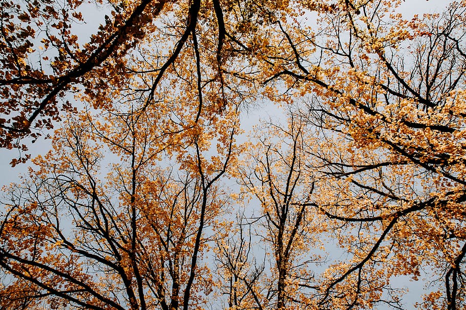 braunblättrige Bäume, Baum, Pflanze, Baumstamm, Ahorn, Wald, Ast, Himmel, Blau, hoch schauen, Orange, Blatt, Tanne, abies, fallen, Bäume, Herbst, Blätter, Birke, Unterhemd, Kleidung, Flachwinkelansicht, Schönheit in der Natur, Natur, keine Leute, Wachstum, Tag, Veränderung, Ruhe, draußen, Hintergründe, Vollbild, klarer Himmel, Baumkrone, Szenen - Natur, Land, direkt darunter, Kirschblüte, 4K