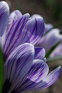 Krokus, violett, Blume, Schönheit in der Natur, blühende Pflanze, Verletzlichkeit, lila, Frische, Zerbrechlichkeit, Nahansicht, Blütenblatt, Pflanze, Blütenstand, Wachstum, Fokus auf den Vordergrund, Blütenkopf, keine Leute, Tag, Natur, selektiver Fokus, draußen, Botanik, Weichheit, 1080P, CC0, gemeinfrei, lizenzfrei