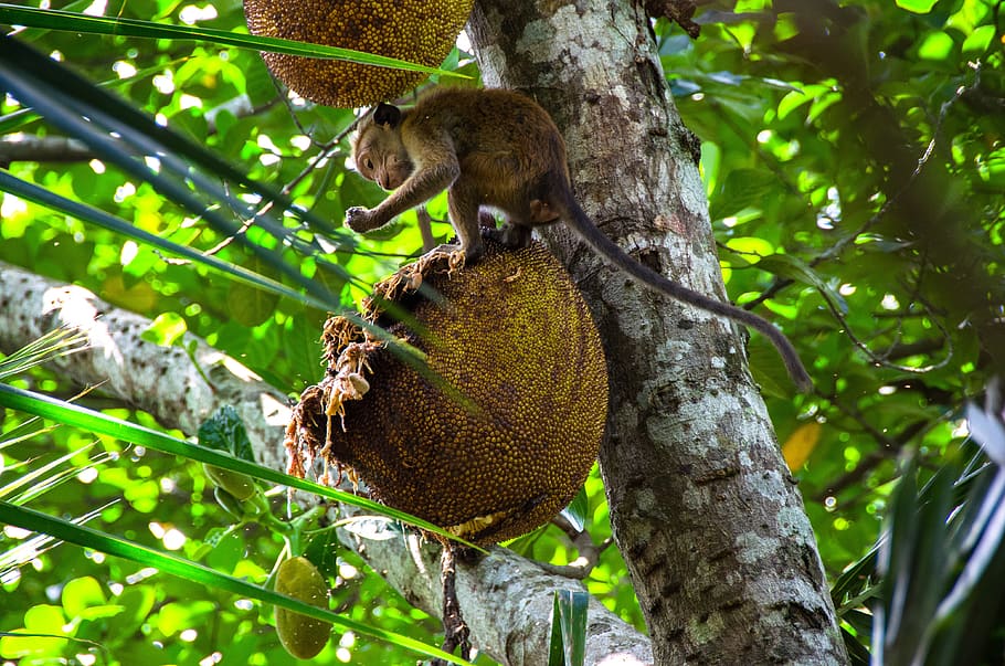 jackfruit, fruita, tropical, arbre, menjar, deliciós, saludable, asiàtic, toque macaque, mico, famolenc, temes d'animals, fauna animal, animal, animals a la natura, mamífer, planta, vertebrats, vista d’angle baix, un animal, branca, dia, cap gent, naturalesa, centrar-se en primer pla, tronc de l'arbre, tronc, a l'aire lliure, esquirol, primat, 4K
