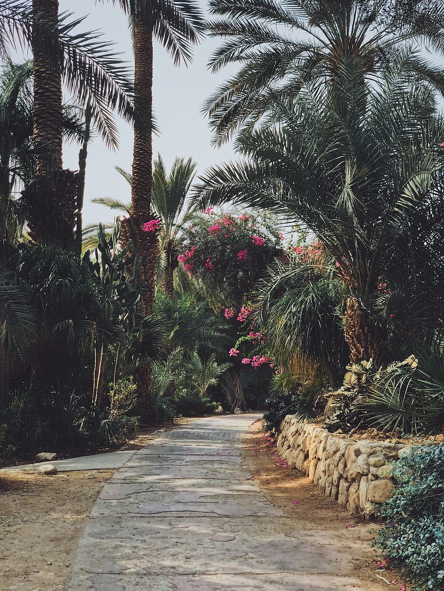 palmeres, flors, desert, planta, arbre, direcció, Palmera, creixement, el camí a seguir, clima tropical, naturalesa, sendera, bellesa a la natura, cap gent, dia, tranquil·litat, a l'aire lliure, jardí, parc, parc - l'home va fer espai, escena tranquil·la, cel, carretera, camí de jardí, treelined, llarg, 4K
