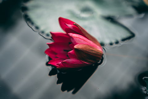 bunga merah, menanam, mekar, bunga, bunga bakung, kolam lily, tunas, tumbuh, bunga tulp, di luar rumah, air, riak, daun bunga, titis kecil, acanthaceae, dahlia, araceae, angsa, burung, hewan, Angsa hitam, tanaman berbunga, keindahan di alam, kesegaran, kerentanan, kerapuhan, merapatkan, warna merah jambu, kepala bunga, hal berkembang, alam, tidak ada orang, pertumbuhan, danau, mengambang di atas air, kemurnian, sepal, 5K, CC0, domain publik, bebas royalti