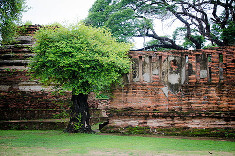 temple wall, thailand, wall, texture, concrete, pattern, old, background, stone, backdrop, dirty, structure, grunge, vintage, rough, material, architecture, cement, surface, design, brick, retro, block, white, aged, abstract, urban, floor, empty, interior, wallpaper, masonry, solid, antique, brickwork, construction, black, weathered, room, obsolete, paint, gray, stucco, building, home, space, cracked, clean, rustic, textured, plaster, red, plant, tree, built structure, nature, no people, day, building exterior, green color, abandoned, growth, brick wall, sky, damaged, wall - building feature, outdoors, deterioration, ruined, 4K, CC0, public domain, royalty free