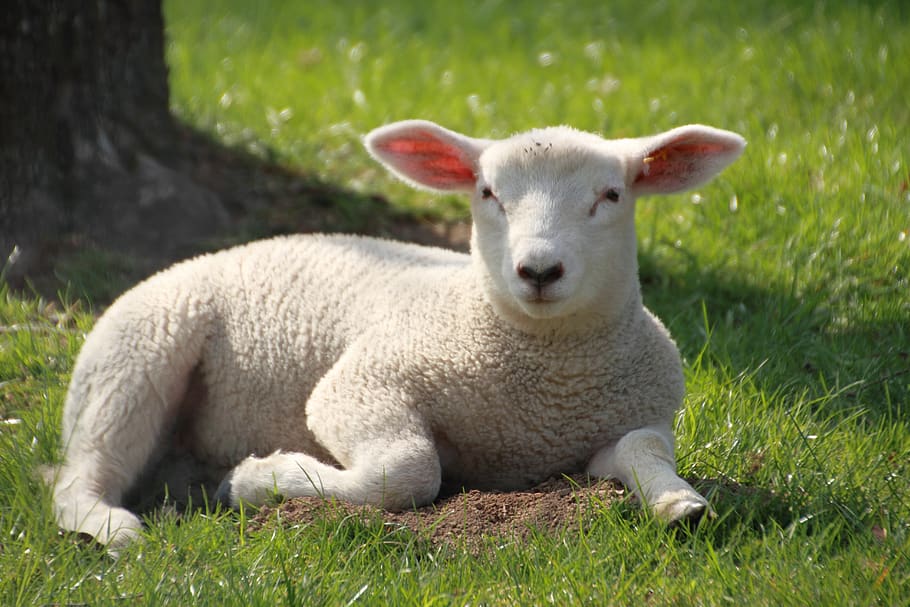 Pascua de Resurrección, Cordero, linda, Schäfchen, primavera, naturaleza, oveja, lana, pasto, prado, mundo animal, corderos, mamífero, temas de animales, hierba, animal, planta, animales domesticos, ganado, un animal, mascotas, día, relajación, nacional, animal joven, tierra, campo, nadie, vertebrado, al aire libre, herbívoro, 5K