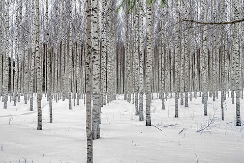 sne, vinter, træ, landskab, birketræer, birk lund, kold temperatur, jord, plante, ro, rolig scene, skønhed i naturen, Skov, miljø, natur, dækker, hvid farve, scenics - natur, dag, ikke-urbane scene, ingen mennesker, udendørs, nåletræ, treelined, 4K, CC0, offentligt domæne, royaltyfrie