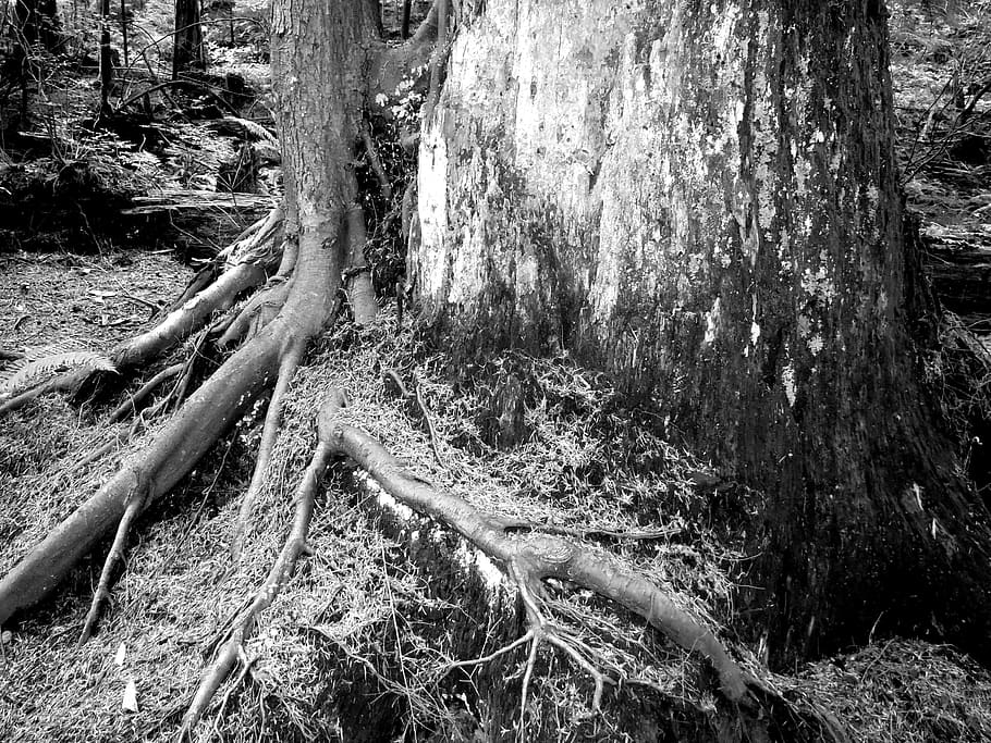 Canadá, cala profunda, raíz, raíces, bosque, columbia británica, Vancouver, en blanco y negro, árbol, tronco de arbol, el maletero, planta, tierra, crecimiento, naturaleza, nadie, tranquilidad, día, belleza en la naturaleza, parte de la planta, al aire libre, que cae, Arbol caido, escena no urbana, escena tranquila, ladrar, 4K