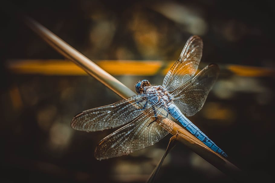 Libelle, Insekt, Makro, Natur, Flügel, Blau, Sommer-, wild, Blätter, Morgen, Tier, Tierthemen, Tierwelt, ein Tier, wirbellos, Tierflügel, Tiere in freier Wildbahn, Nahansicht, keine Leute, Fokus auf den Vordergrund, Tag, Tierkörperteil, draußen, in voller Länge, Zoologie, Zweig, selektiver Fokus, 5K