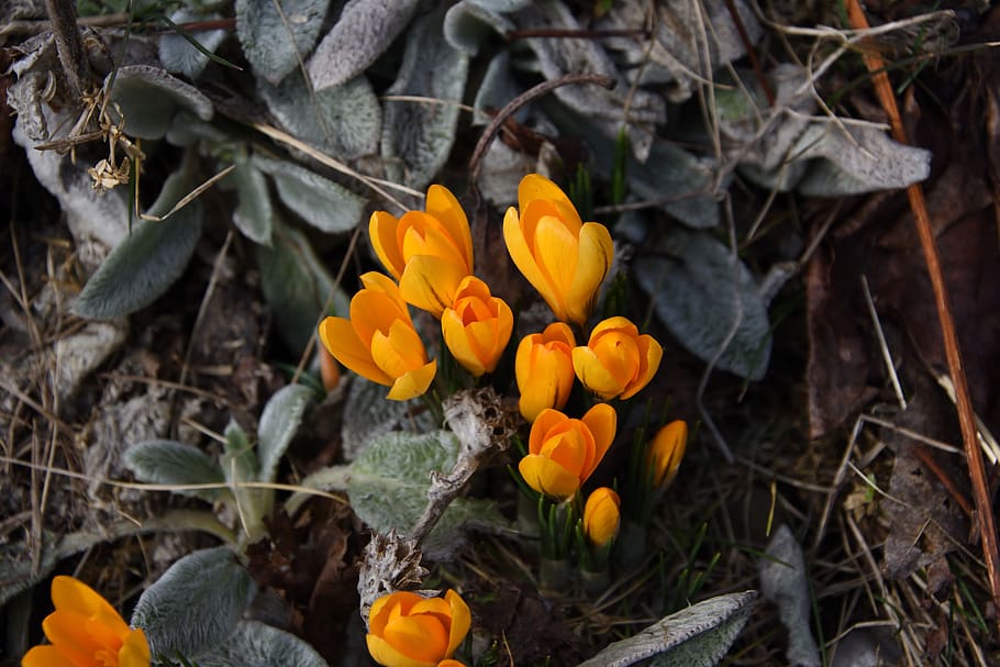 croco, zafferano, fiore, primavera, fiori, pianta fiorita, fragilità, pianta, vulnerabilità, freschezza, crescita, petalo, bellezza nella natura, giallo, avvicinamento, testa di fiore, infiorescenza, terra, natura, colore arancione, giorno, nessuno, campo, vista dall'alto, all'aperto, iris, polline, 5K