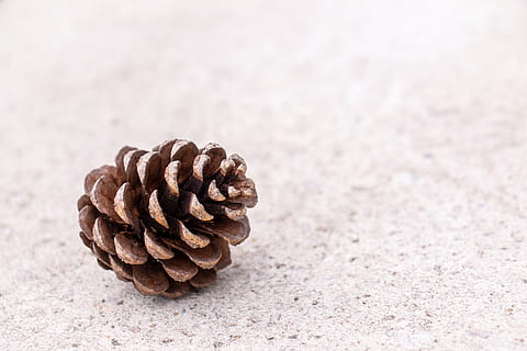 marró, pinya de pi, blanc, superfície, planta, arbre, conífera, làrix, bobina, espiral, pi, encens, teix, con, fusta, esquirol, animal, rosegador, mamífer, Paisley, patró, penjoll, vela, abies, primer pla, cap gent, naturalesa, dia, centrar-se en primer pla, enfocament selectiu, platja, a l'aire lliure, gran grup d'objectes, terra, còpia espai, natura morta, menjar, textura, menjar i beguda, tranquil·litat, sorra, arbre de coníferes, 5K, CC0, domini públic, lliure de regalies